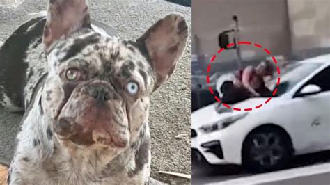 woman clings to car french bulldog|More.